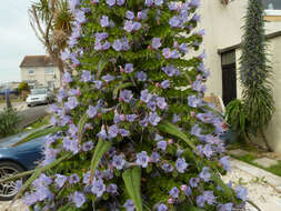 Imagem de Echium pininana Webb & Berth.