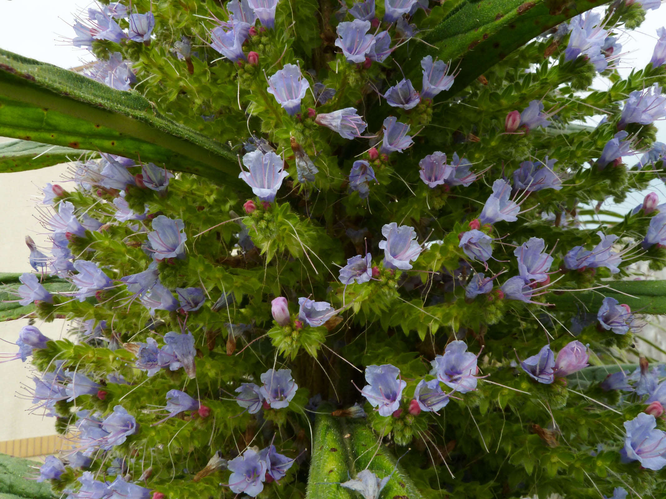 Imagem de Echium pininana Webb & Berth.