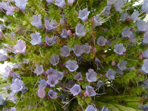 Imagem de Echium pininana Webb & Berth.