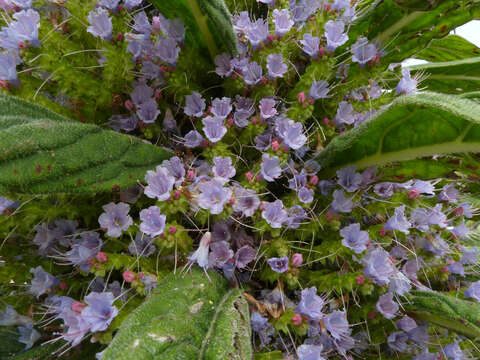 Image of pine echium