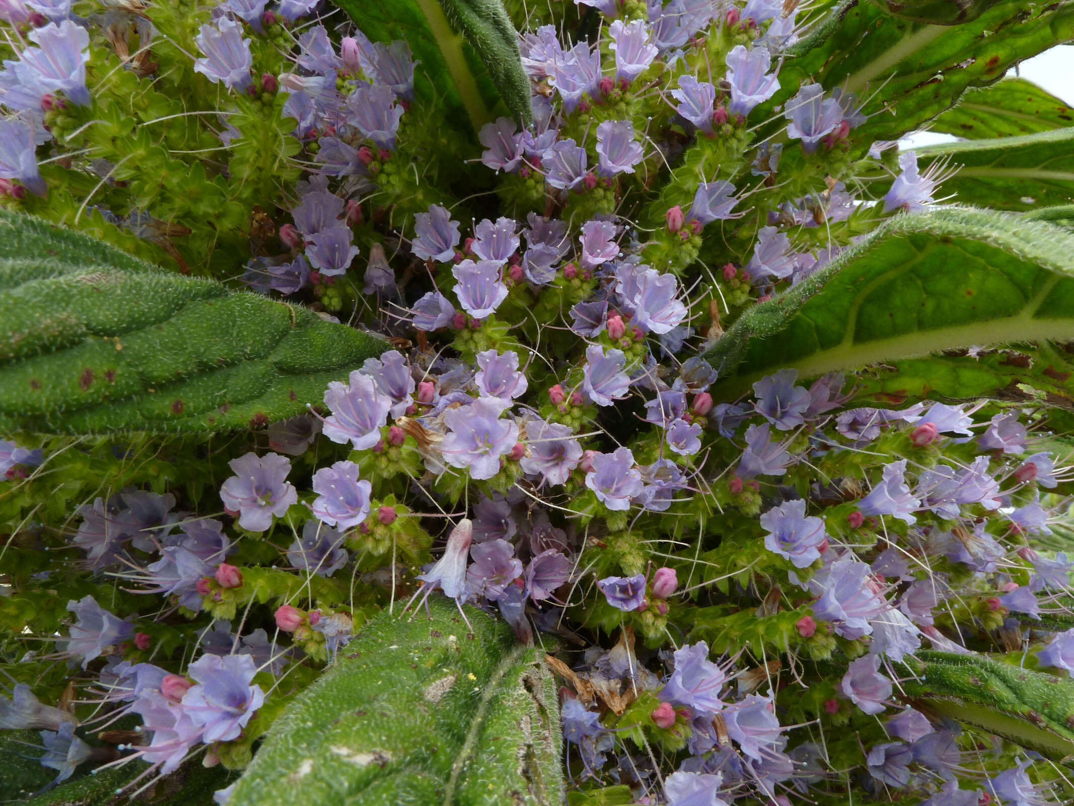 Imagem de Echium pininana Webb & Berth.