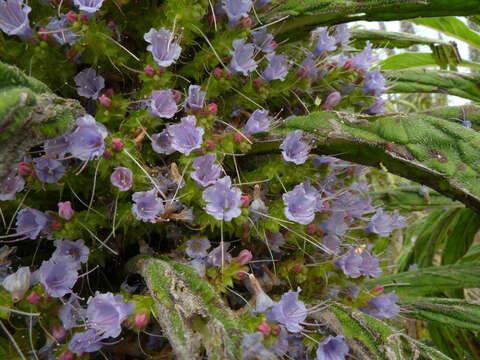 Image of pine echium