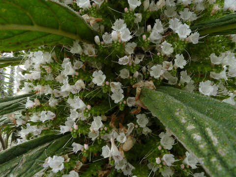 Image of pine echium