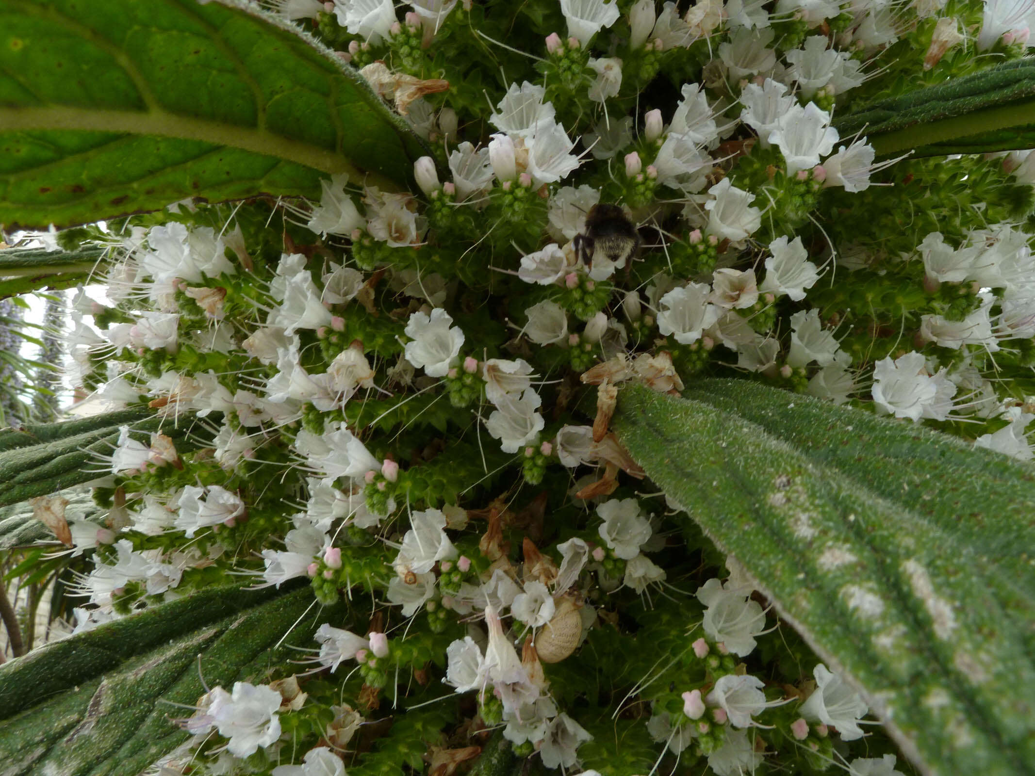 Imagem de Echium pininana Webb & Berth.