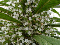 Imagem de Echium pininana Webb & Berth.