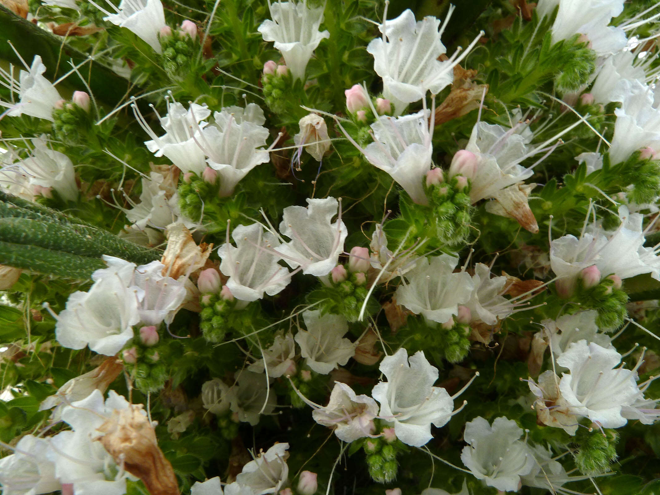 Imagem de Echium pininana Webb & Berth.