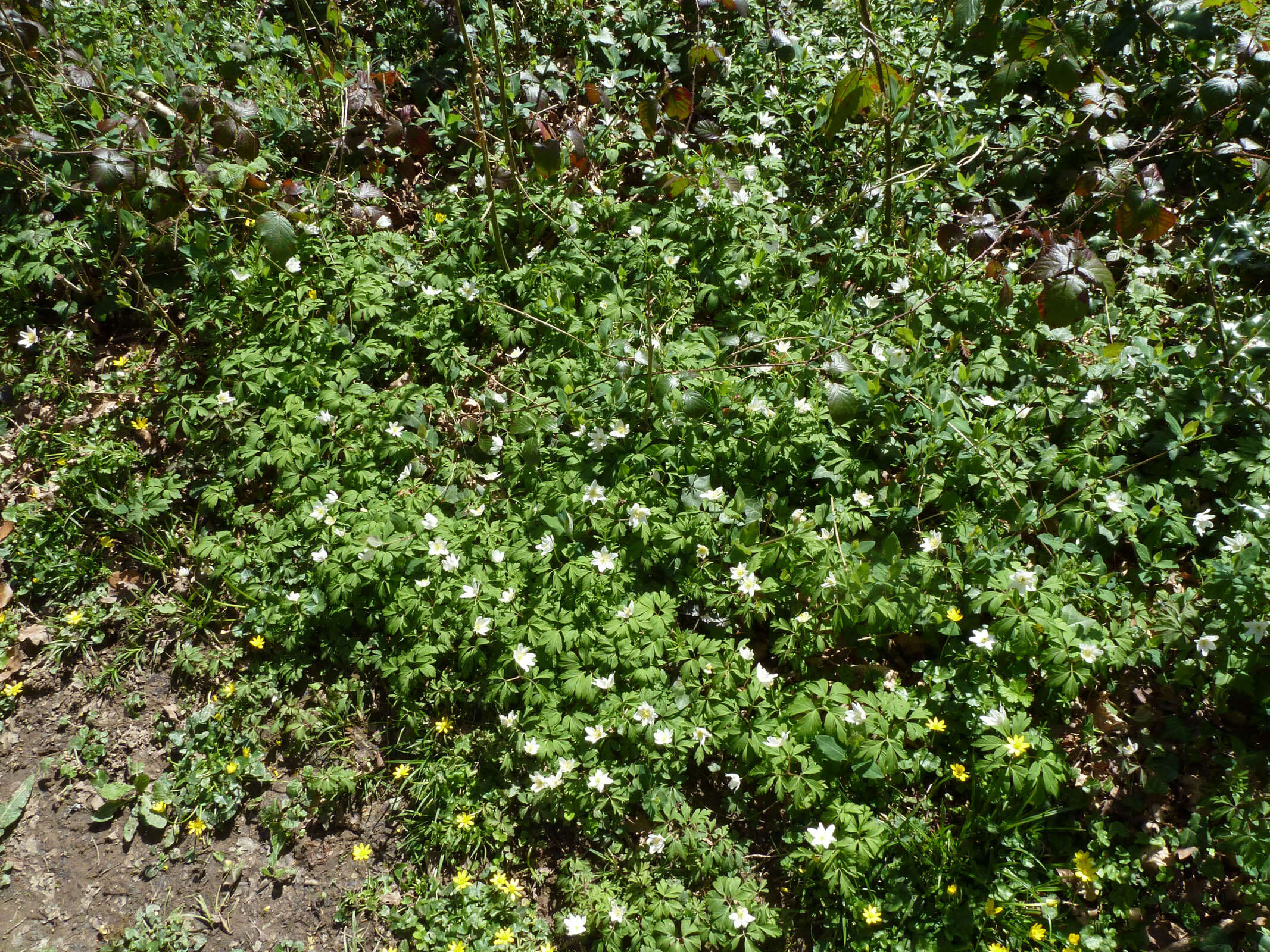 Image of European thimbleweed