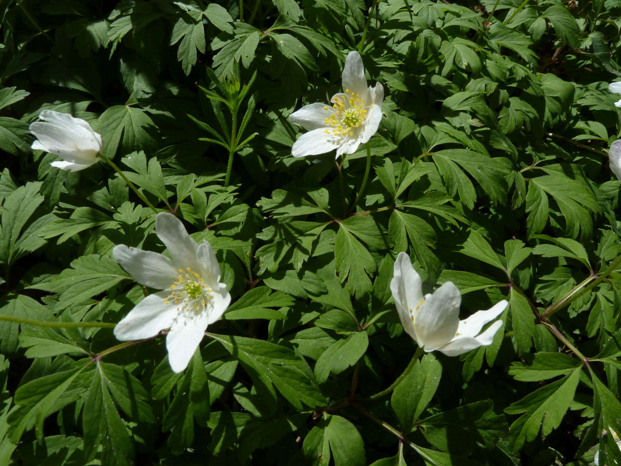 Image of European thimbleweed