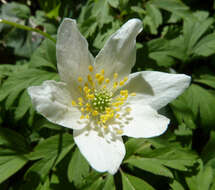 Image of European thimbleweed