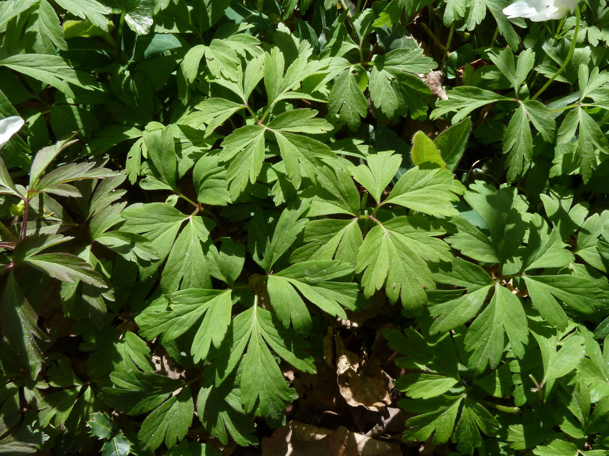 Image of European thimbleweed