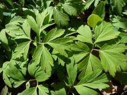 Image of European thimbleweed