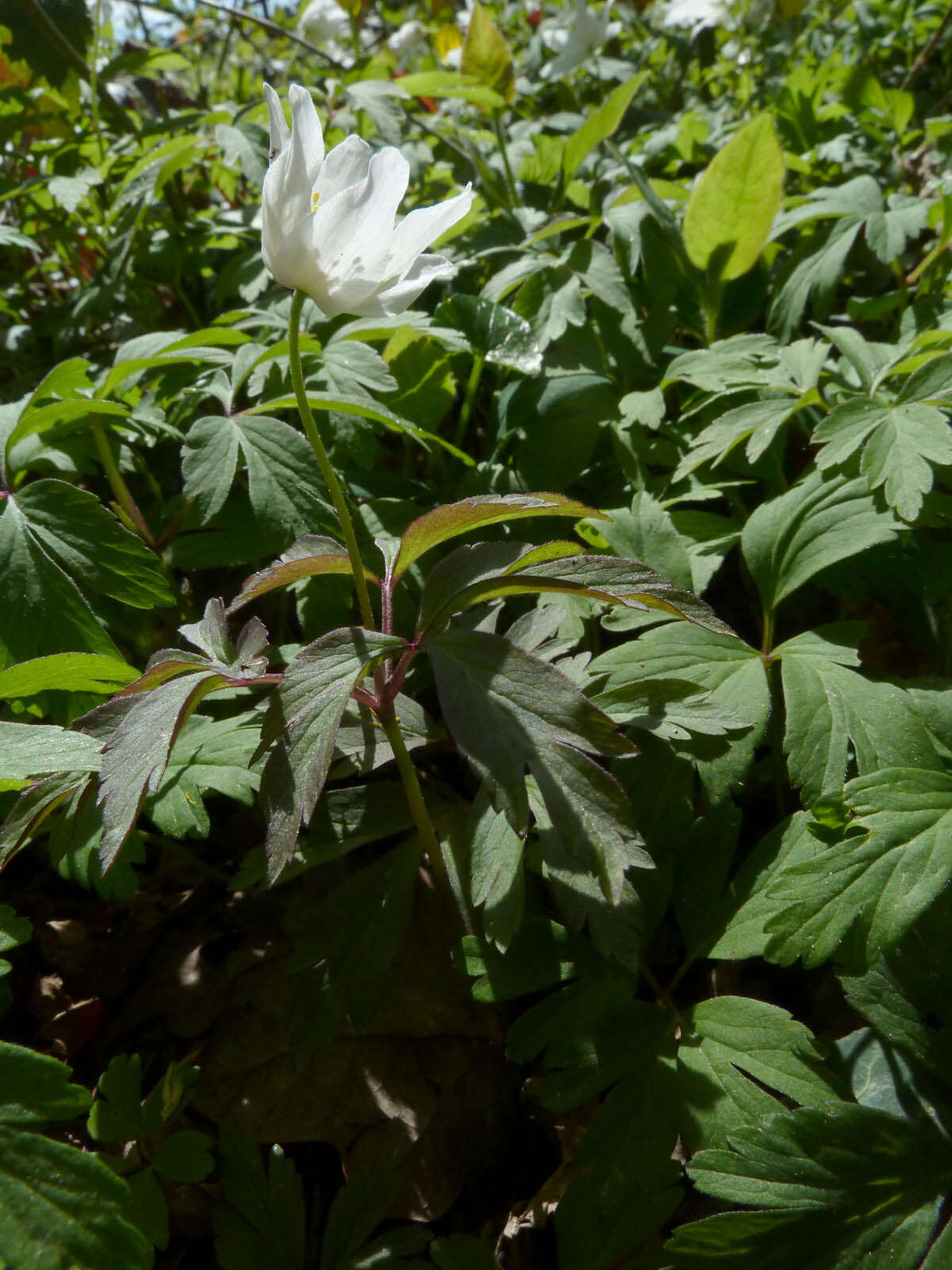 Image of European thimbleweed