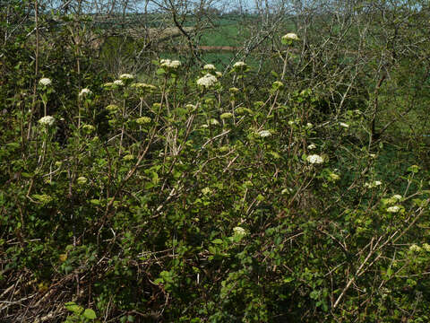 Image of Wayfaring-tree