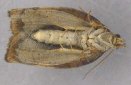 Image of barred fruit-tree tortrix