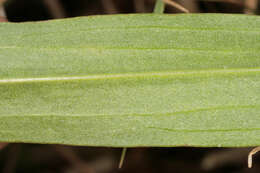 Image of Scorzonera humilis L.