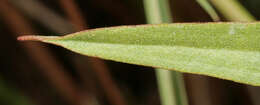 Image of Scorzonera humilis L.