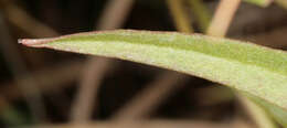 Image of Scorzonera humilis L.