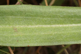 Image of Scorzonera humilis L.