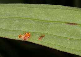 Image of Scorzonera humilis L.