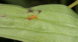 Image of Scorzonera humilis L.