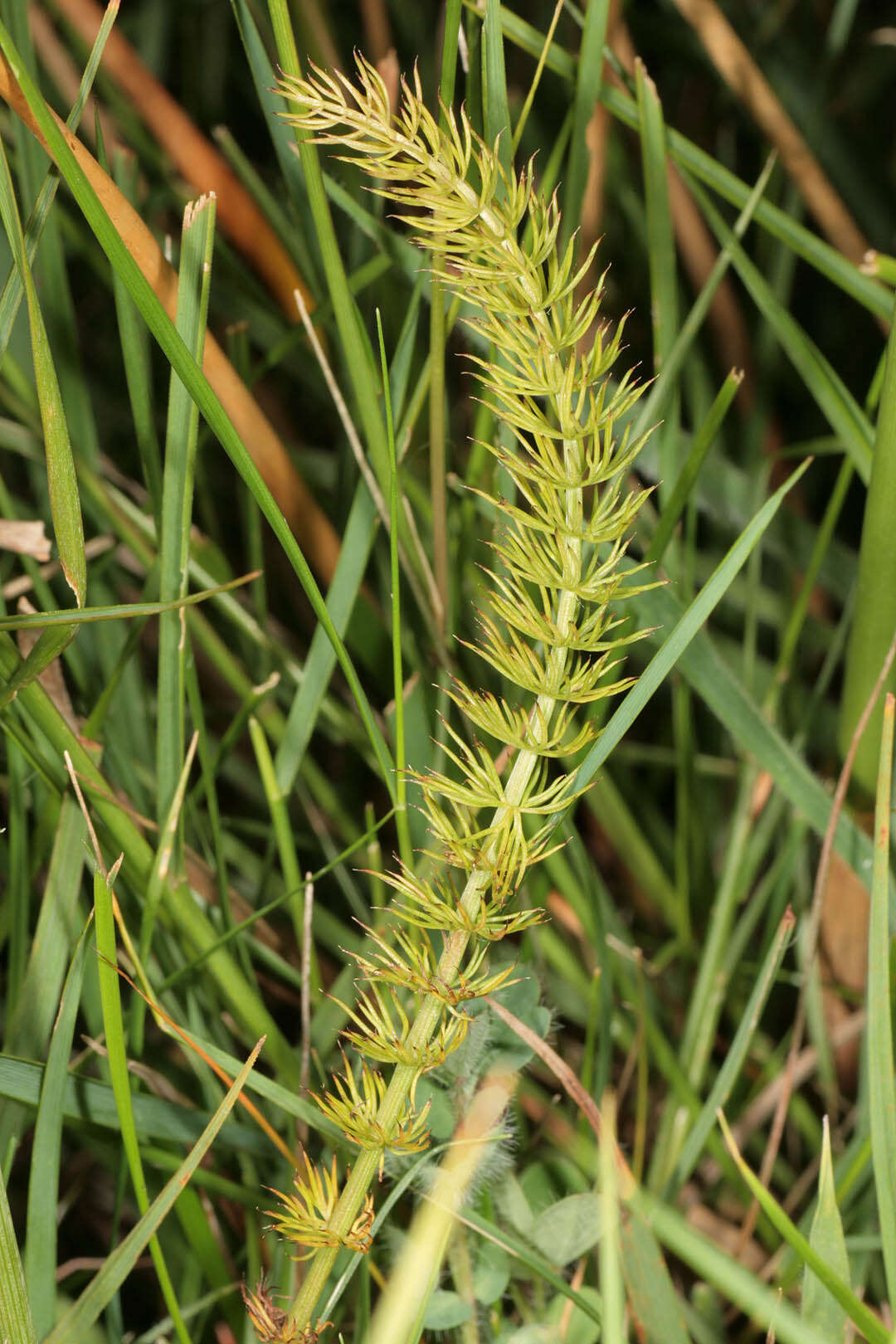 Trocdaris verticillatum (L.) Rafin. resmi