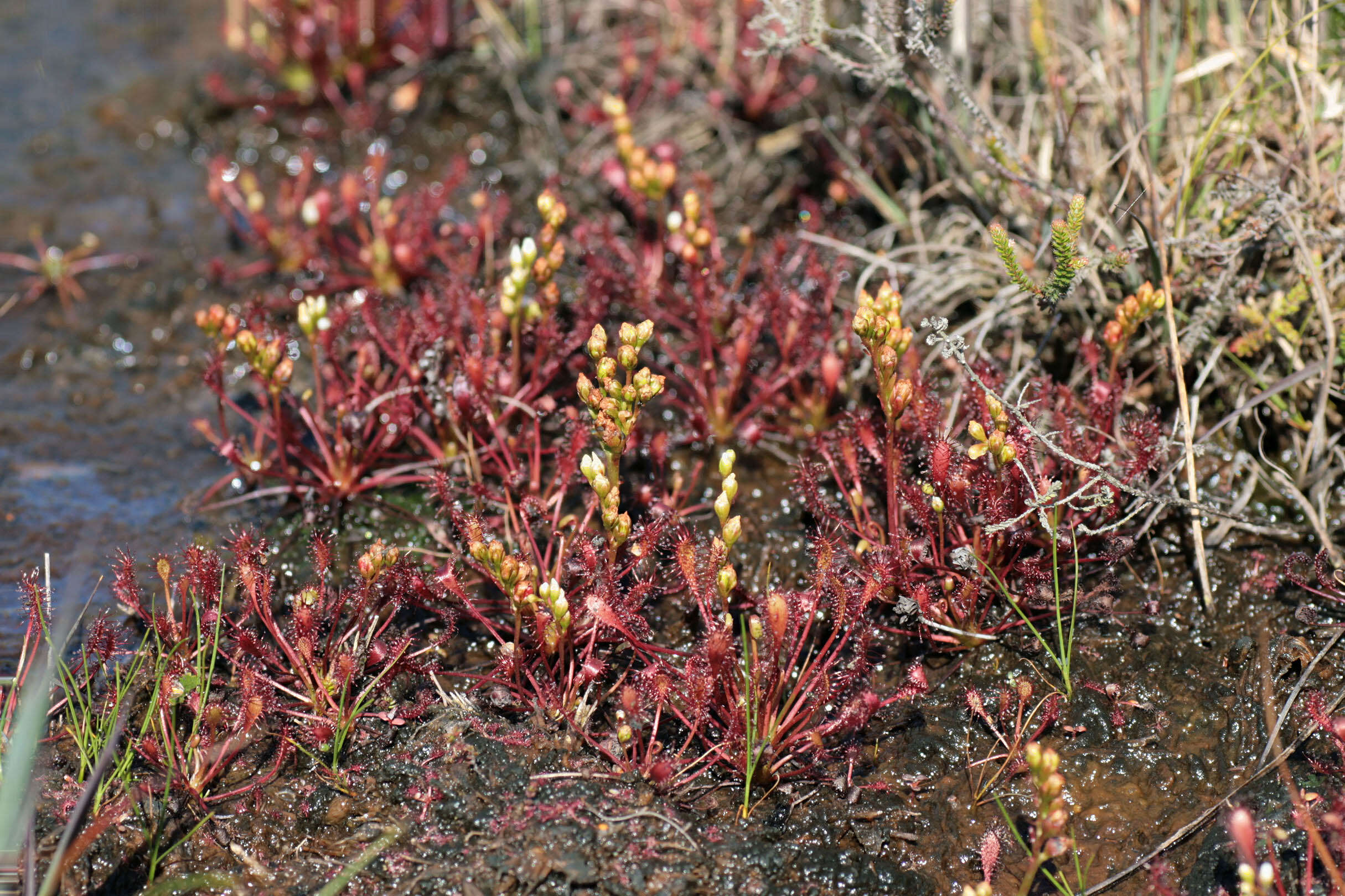 Image of oblong-leaved sundew