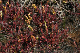 Image of oblong-leaved sundew