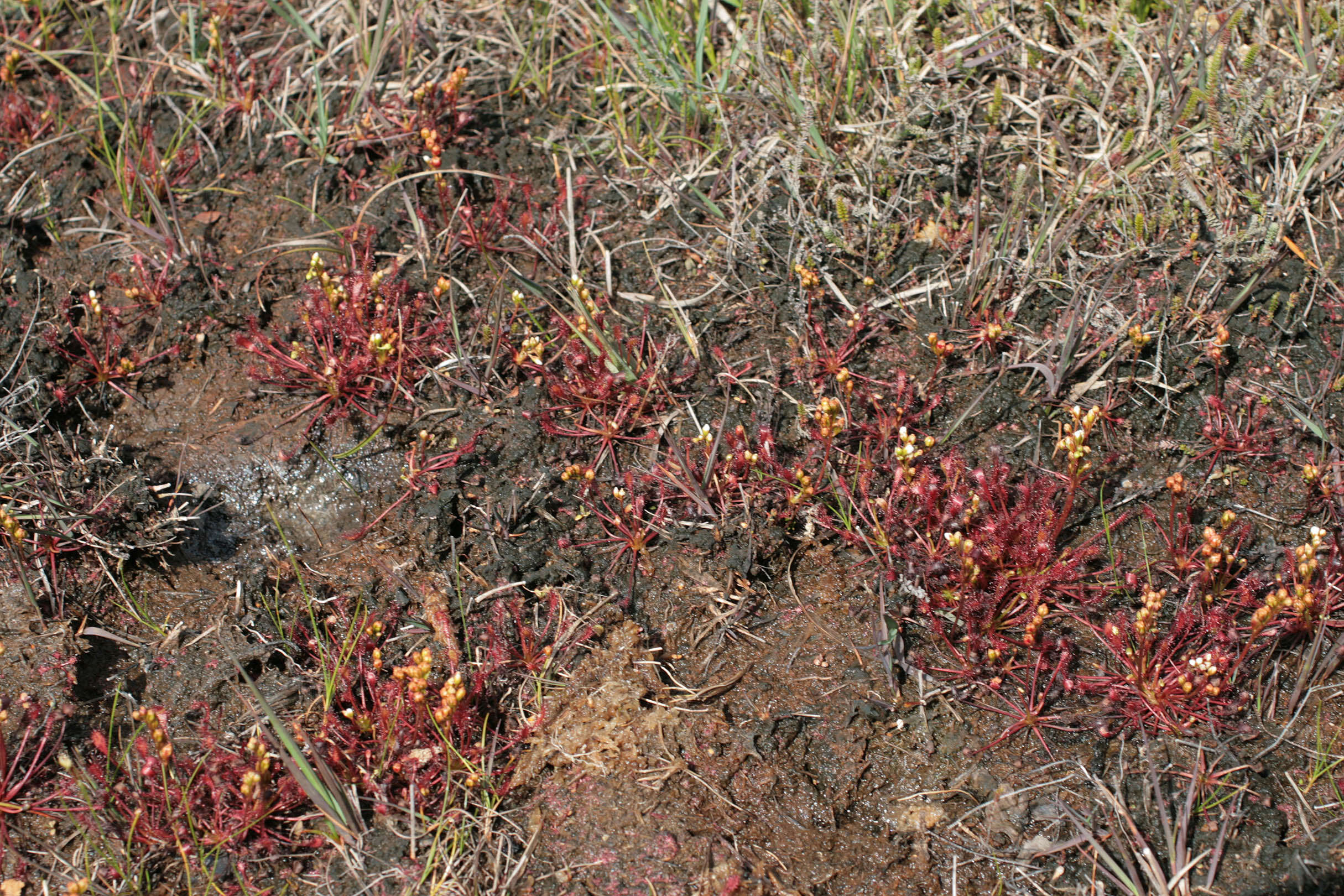 Imagem de Drosera intermedia Hayne