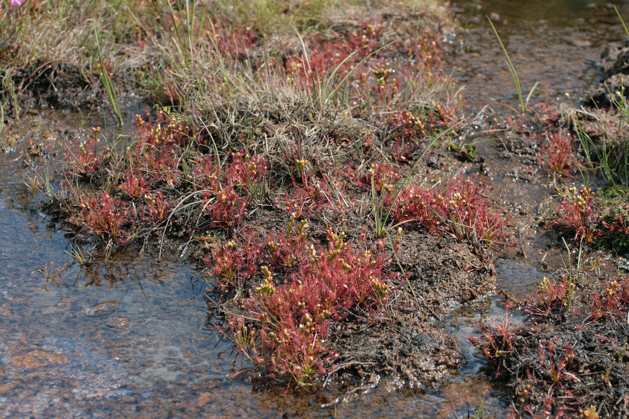 Image of oblong-leaved sundew