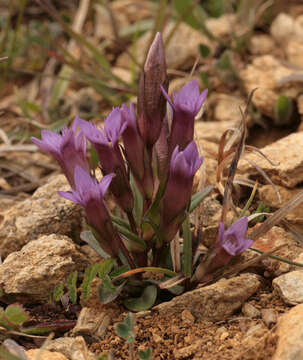 Image of Early gentian