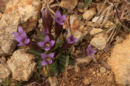 Image of Early gentian