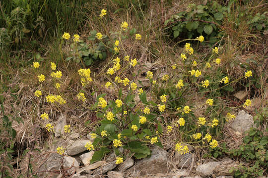 Image of charlock mustard