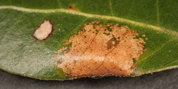 Phyllonorycter messaniella (Zeller 1846)的圖片