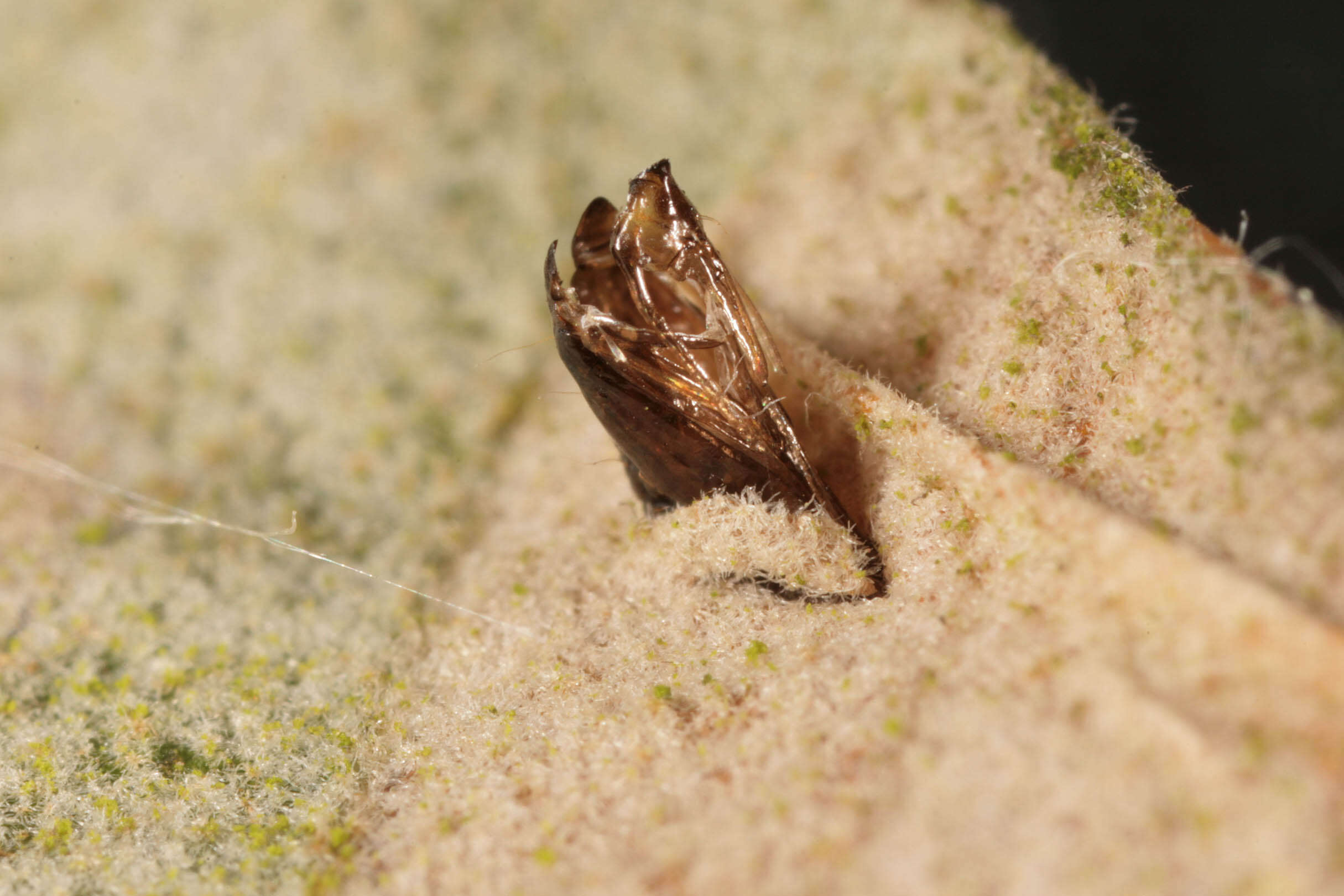 Phyllonorycter messaniella (Zeller 1846)的圖片