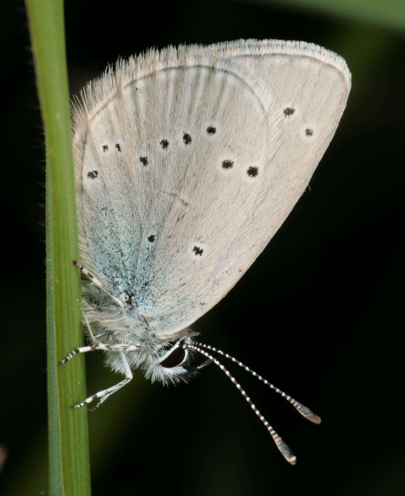 Image of Celastrina argiolus britanna (Verity 1919)