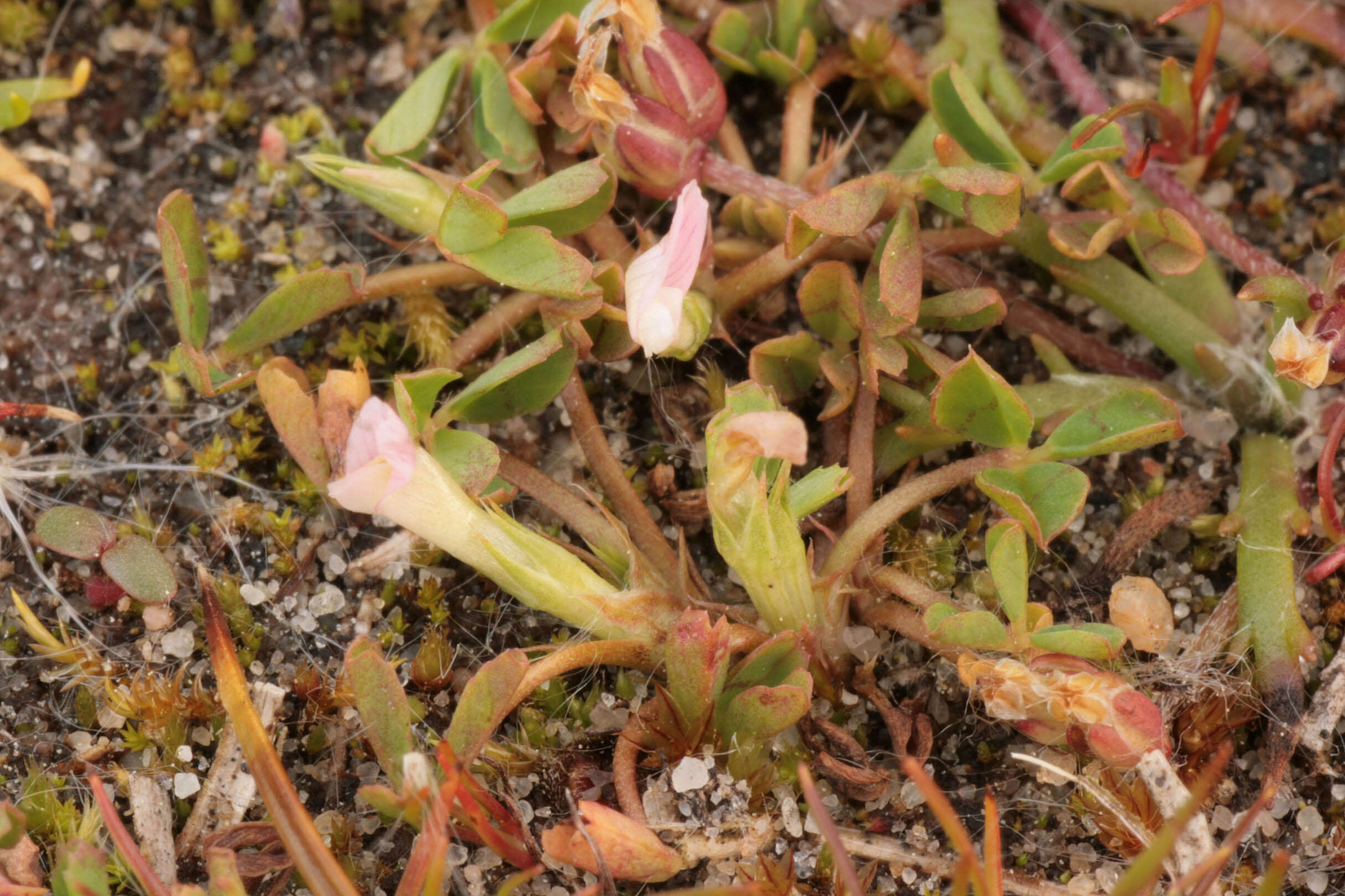 Sivun Trifolium ornithopodioides (L.) Sm. kuva