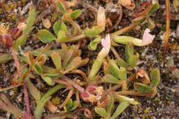 Sivun Trifolium ornithopodioides (L.) Sm. kuva