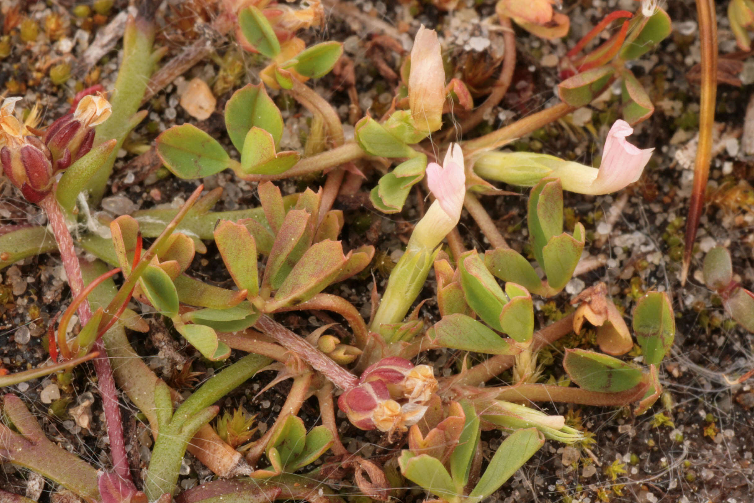 Sivun Trifolium ornithopodioides (L.) Sm. kuva