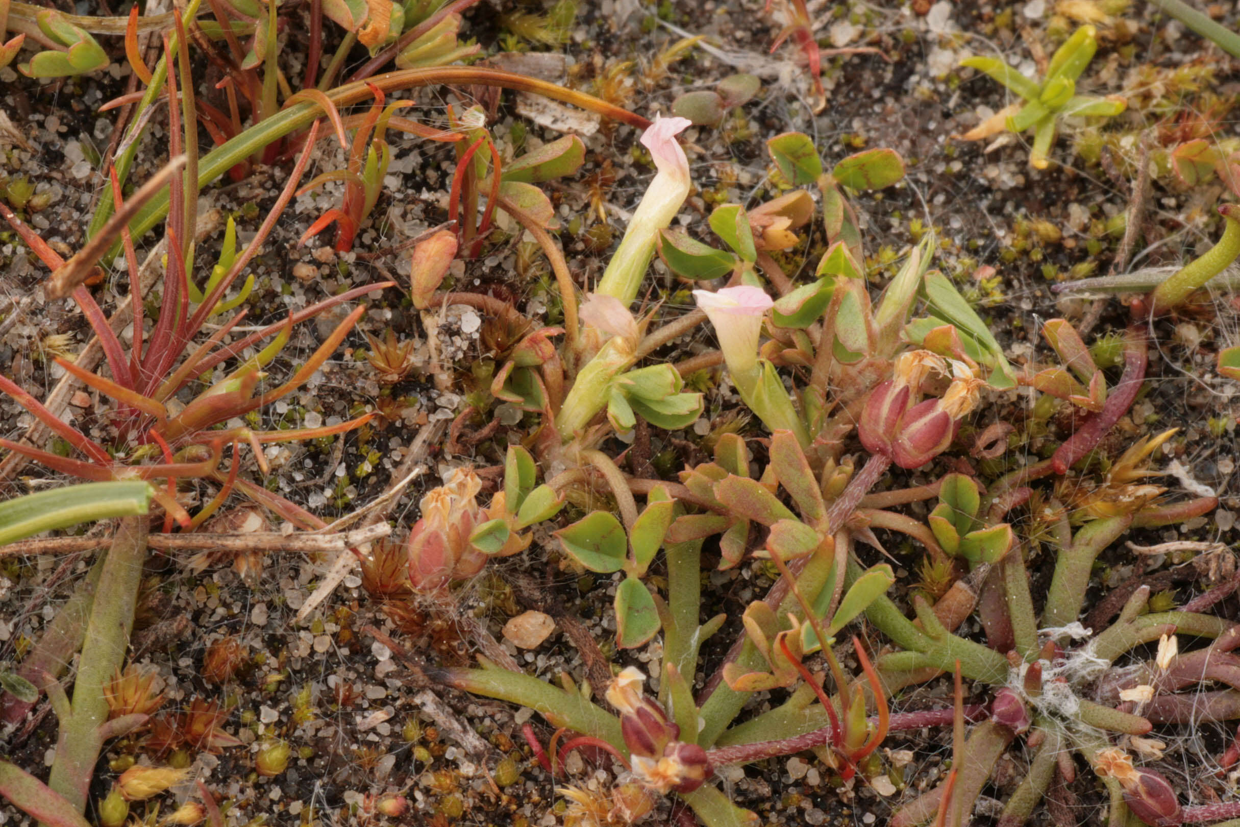 Sivun Trifolium ornithopodioides (L.) Sm. kuva