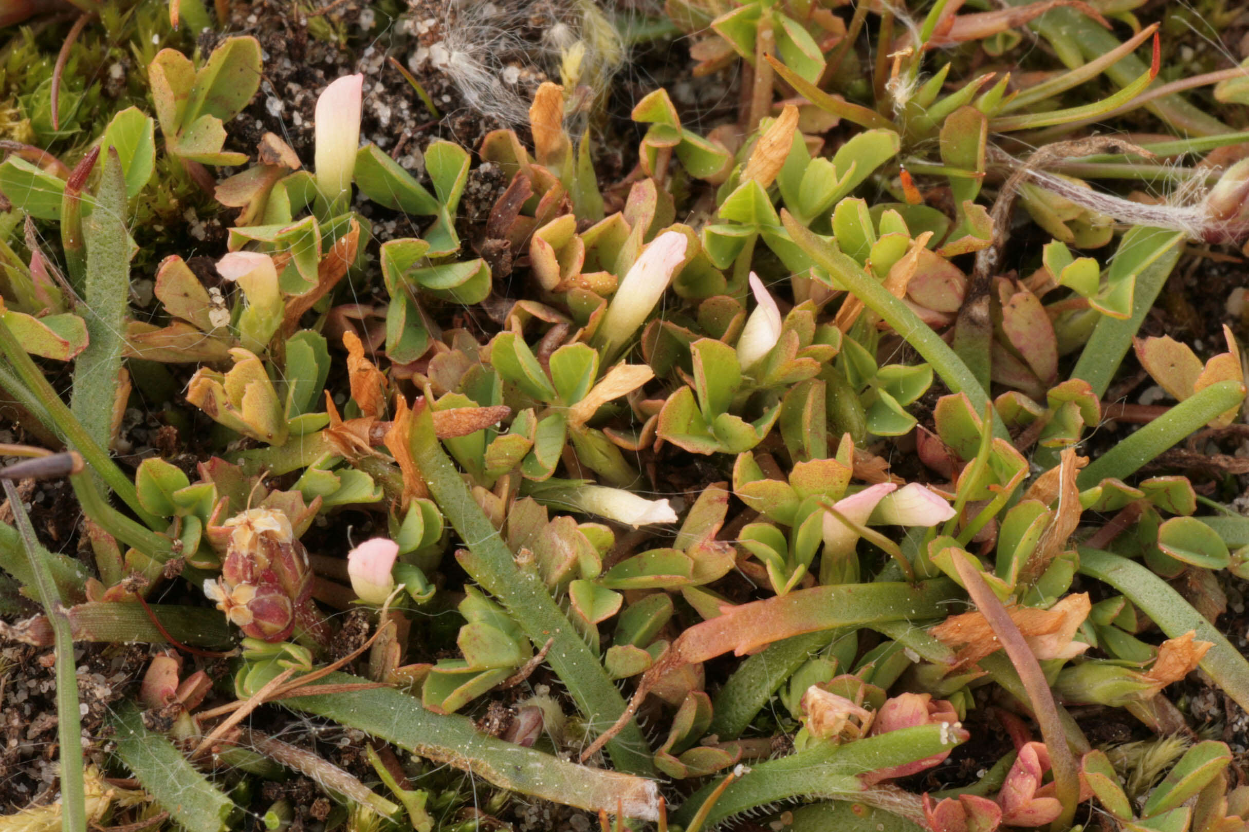 Sivun Trifolium ornithopodioides (L.) Sm. kuva