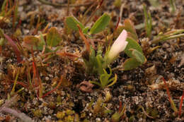 Sivun Trifolium ornithopodioides (L.) Sm. kuva