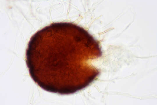 Image of Neoerysiphe galii (S. Blumer) U. Braun 1999