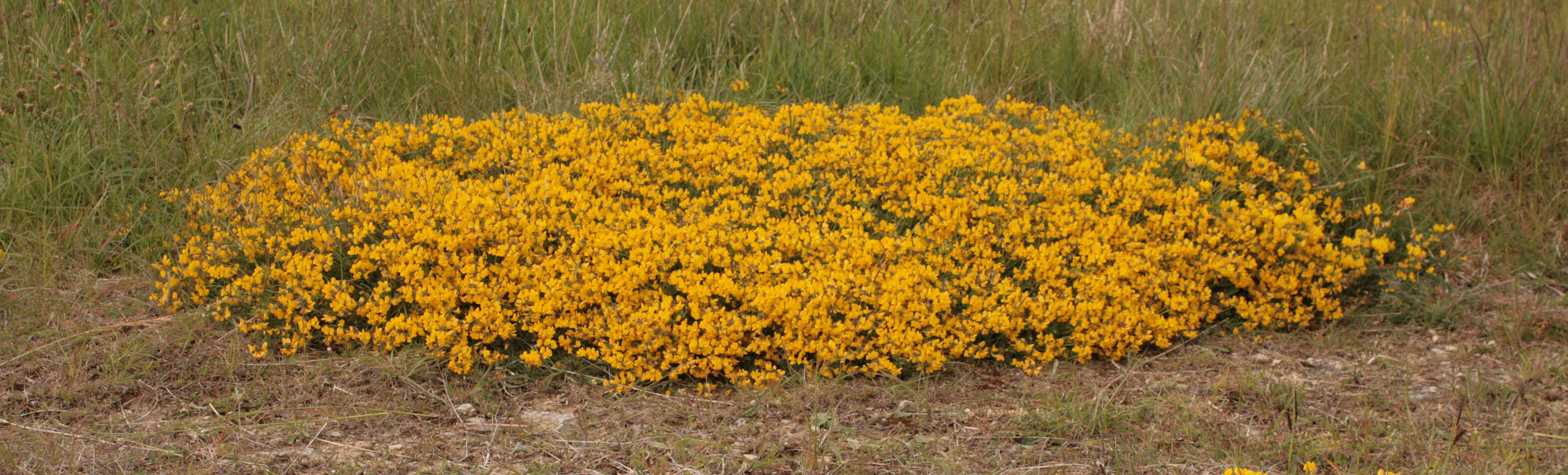 Imagem de Hippocrepis comosa L.