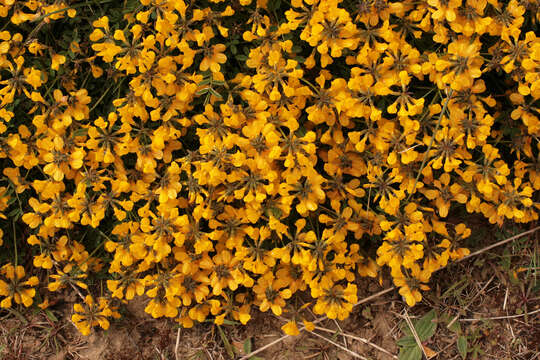 Image of Horseshoe-vetch