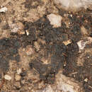 Image of soil jelly lichen