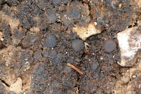 Image of soil jelly lichen