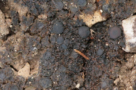 Image of soil jelly lichen