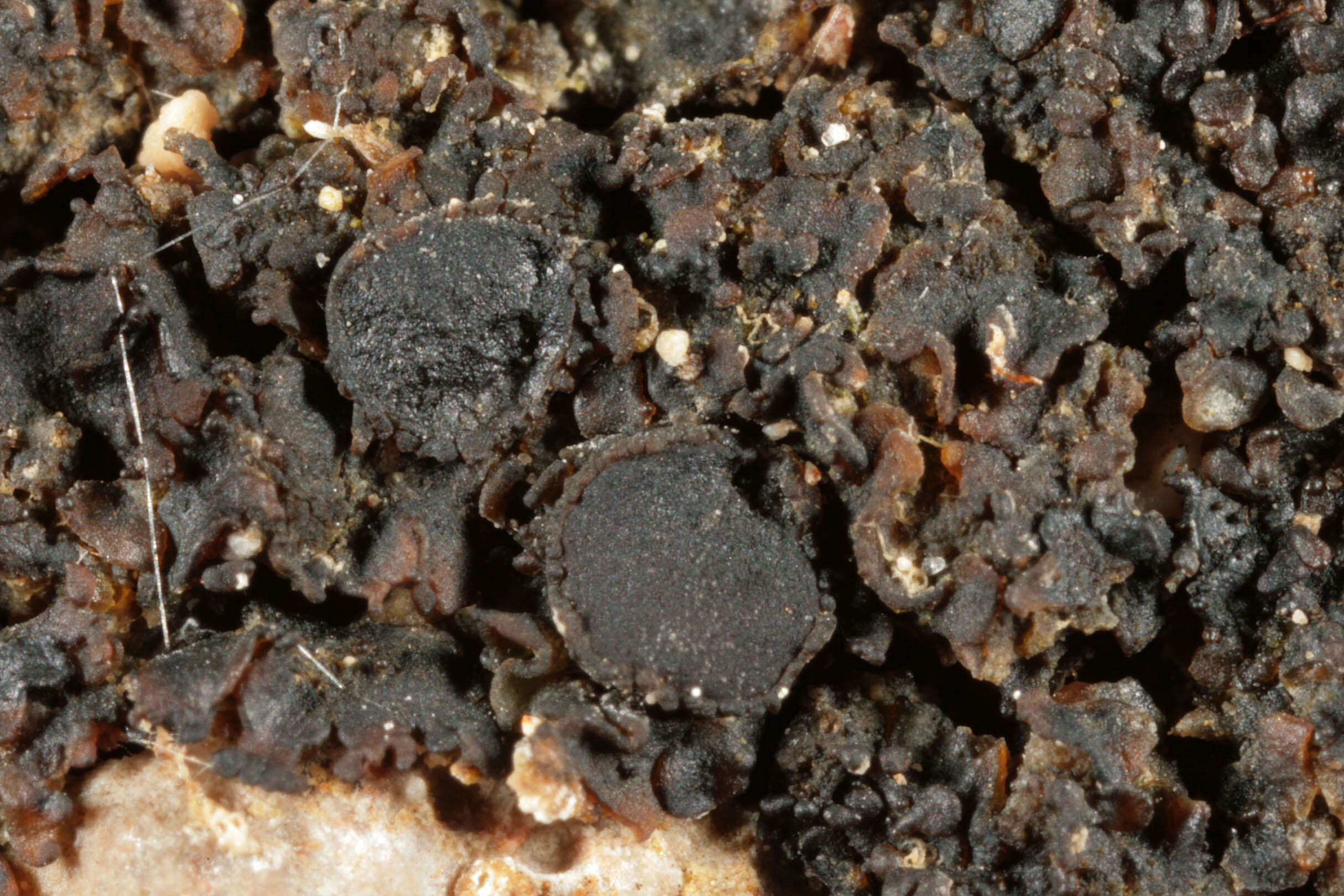 Image of soil jelly lichen