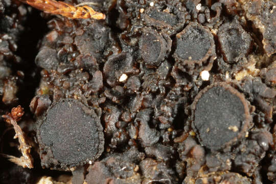 Image of soil jelly lichen