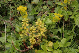 Image of Endophyllum euphorbiae-sylvaticae (DC.) G. Winter 1881